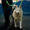 Nite Ize NiteDog Rechargeable LED Leash - Green - PLP11432 - 3