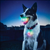 Nite Ize GlowStreak Disc-O Color Changing LED Ball Dog Toy - 1