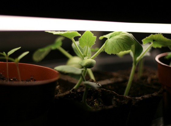 small plants under a growing light