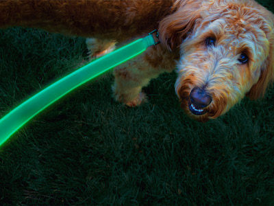 Leashes, Lights and Other Top Items For Your Furry Friend