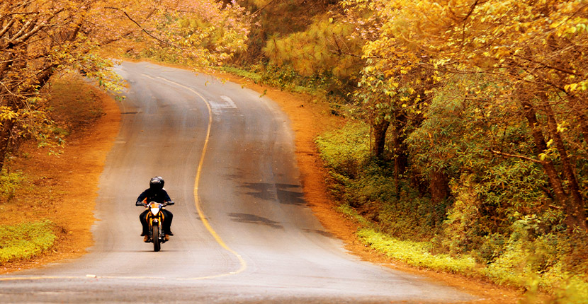 Two people riding a motorcycle down a road with fall colored trees on either side.